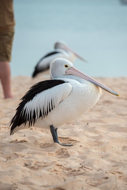 Photo pelican close up portrait on the beach