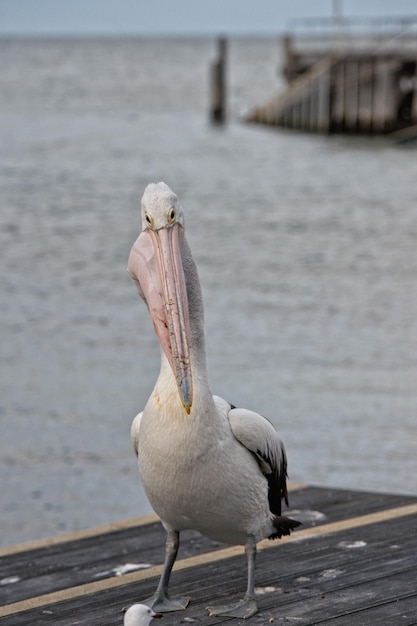 Pelican close up portrait on the beach