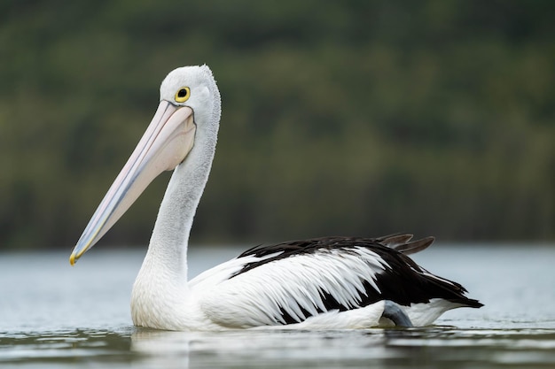 Photo pelican close up on a river in australia feeding