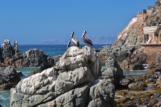 Pellicano sulla costa di vina del mar