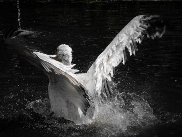 Pelican flapping wings on lake