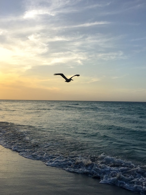 pelican flies over a sandy beach at dusk at sunset