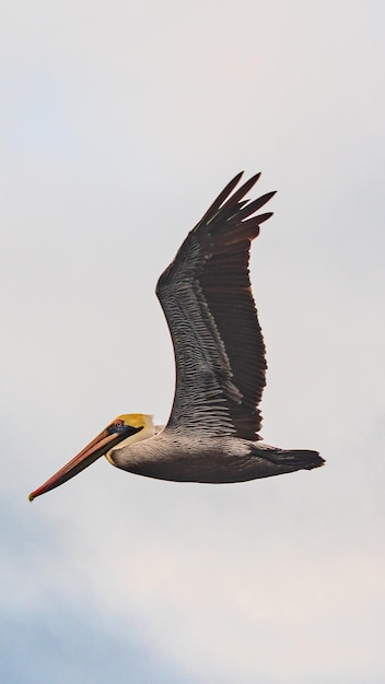 A pelican flies over the water in the sky