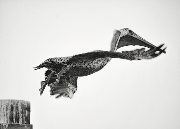 Photo pelican flying against clear sky