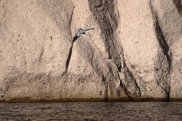 Photo pelican flying over baja california sur cortez sea rocks