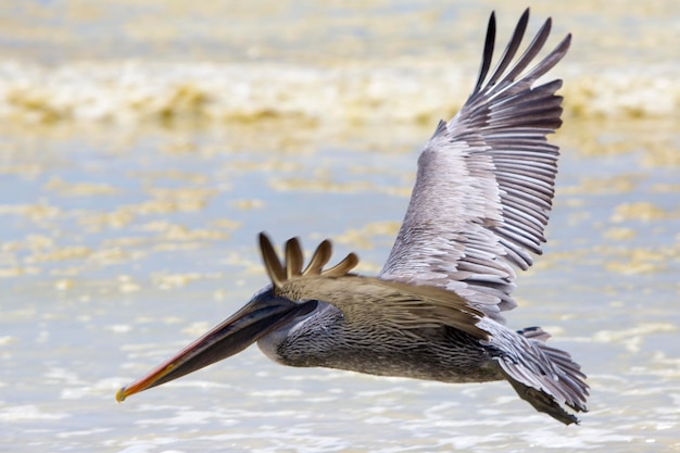 ガラパゴスのビーチの上空を飛ぶペリカン