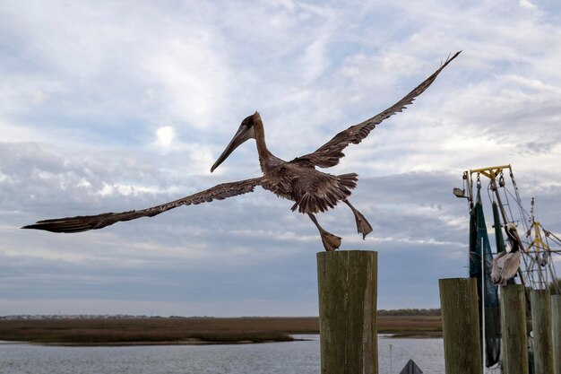 写真 空に向かって木の柱の上を飛ぶペリカンが飛び立つ