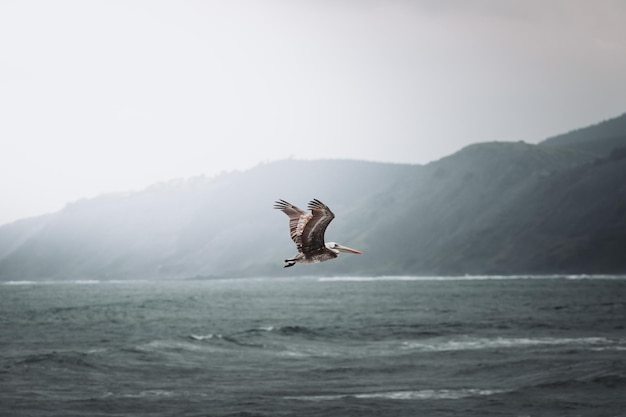 A pelican flying over the sea