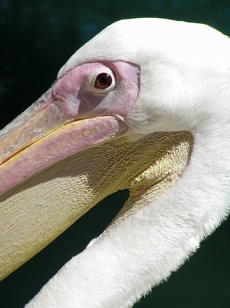 Pelican head profile