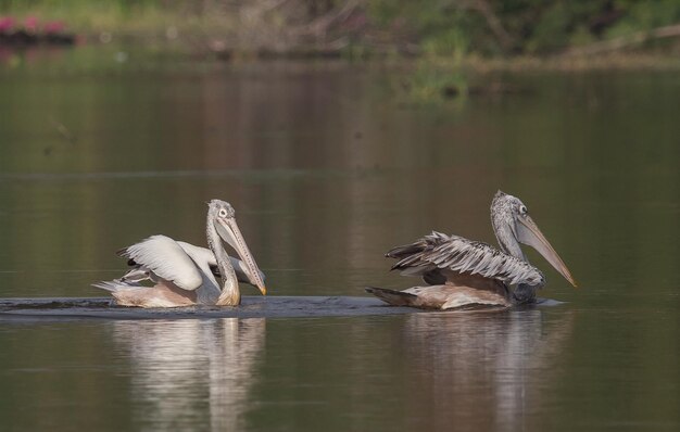 ペリカンは池で魚を求めて浮かんでいます