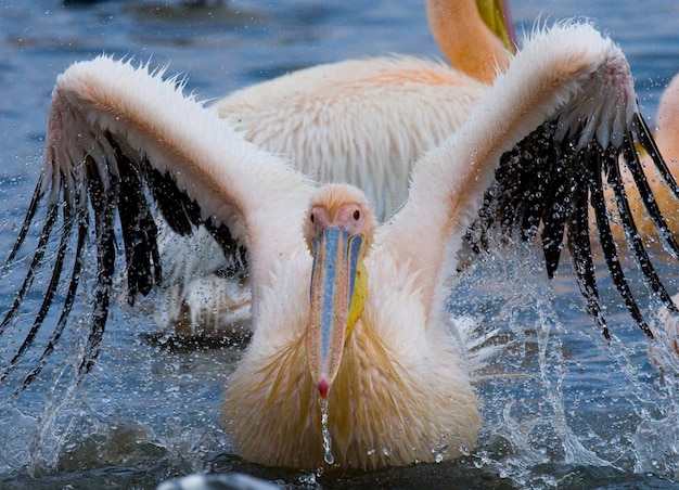 Пеликан плывет по воде во всех брызгах.