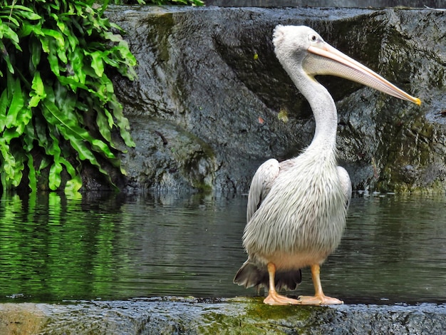 湖のペリカン