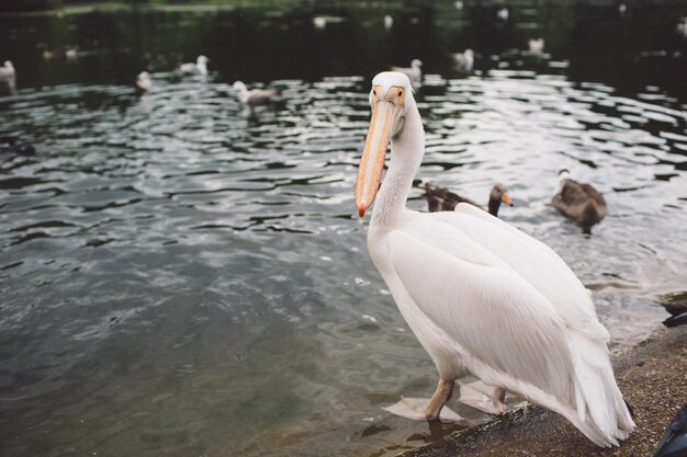 Photo pelican on lakeshore