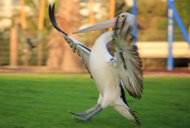 写真 ペリカンがフィールドに着陸する