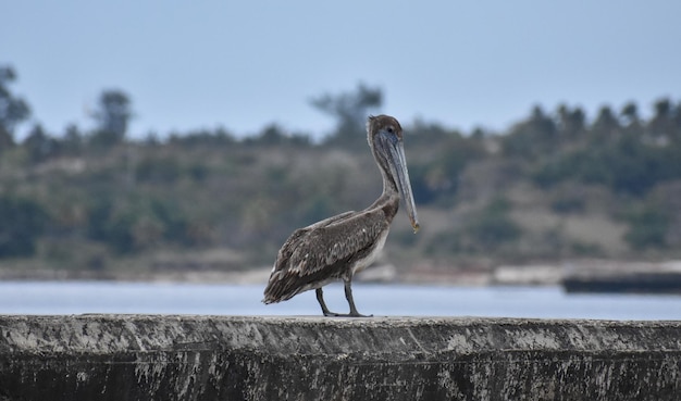 A pelican in the Malecon of Havana