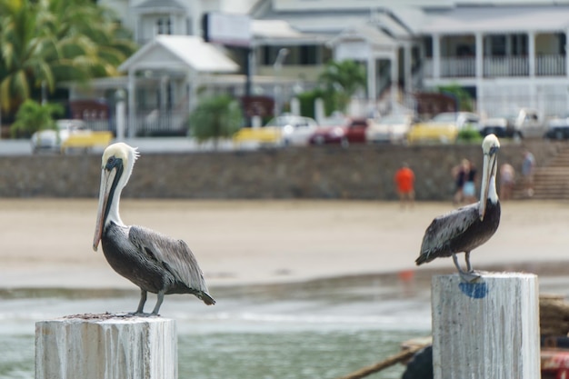 Pelican in the ocean, Sea Bird