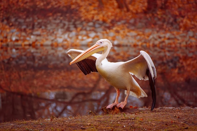 Pelican in the park