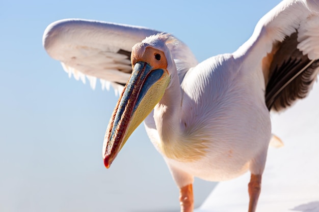 Pelican Pelecanus onocrotalus Walvis Bay 나미비아 아프리카