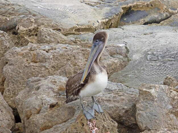 写真 海岸 の 岩 に 座っ て いる ペリカン