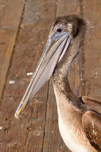 Pellicano al molo a san francisco bay