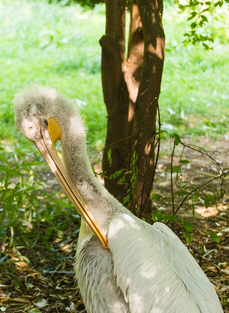 Pelican or Pink Pelican at the zoo