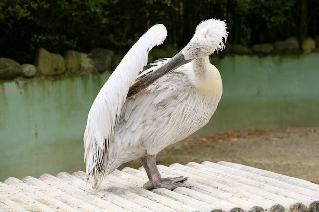 Pelican on a pontoon