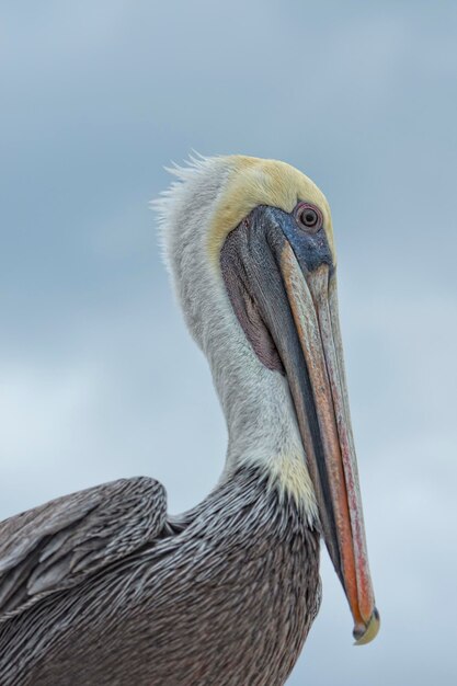 Pelican portrait