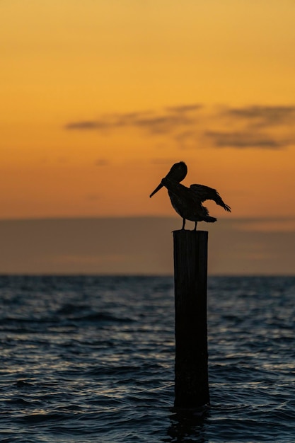 Pelican on a post at sunset