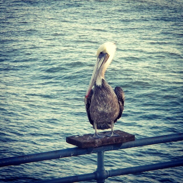Pelican on railing against sea