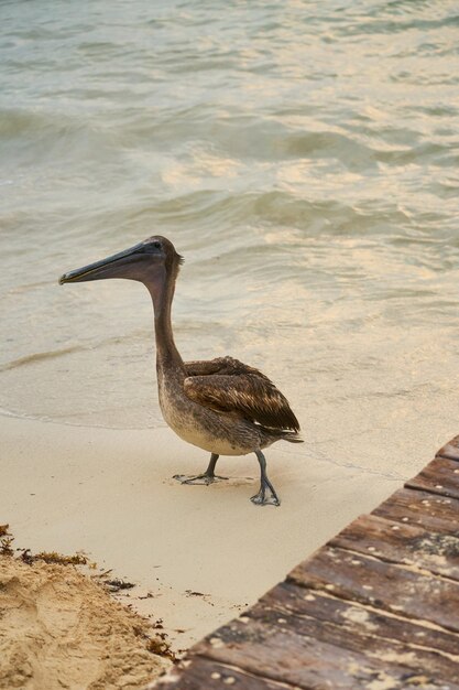 A pelican on a sandy beach close to a blurred sea in the background