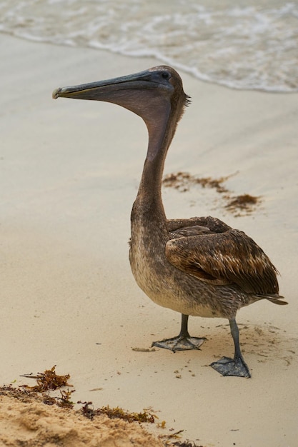 A pelican on a sandy beach close to a blurred sea in the background