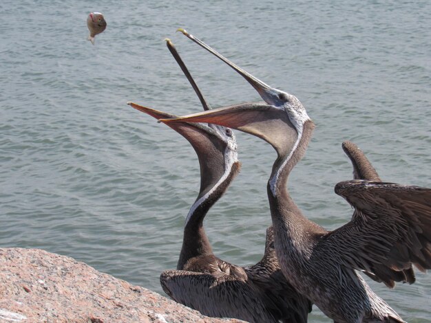 Foto pelicano sulla riva del mare