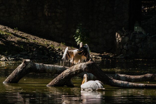 Photo pelican sits on a log and is heated in the sun