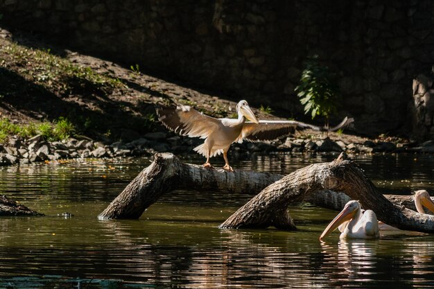 Pelican sits on a log and is heated in the sun