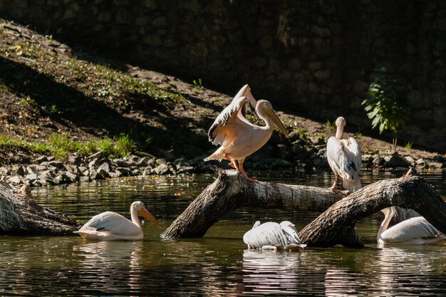 Pelican sits on a log and is heated in the sun