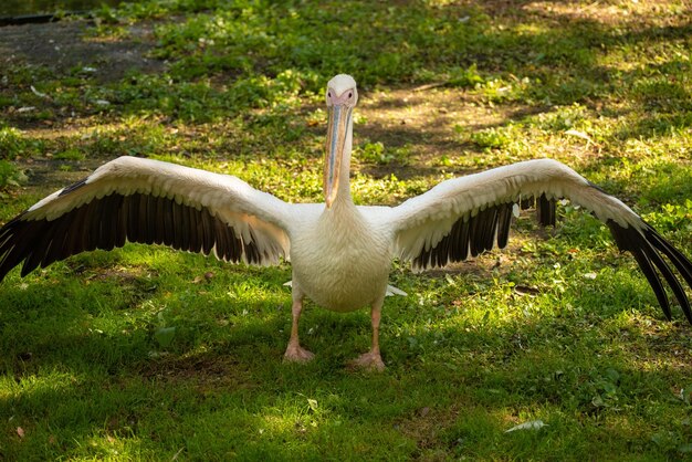 羽を広げているペリカン