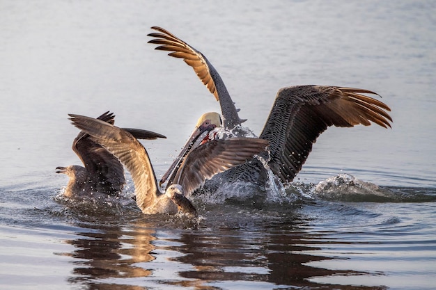 Pelican at sunset fighting with seagull for a fish