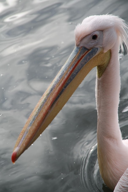 Foto pelicano che nuota nel lago