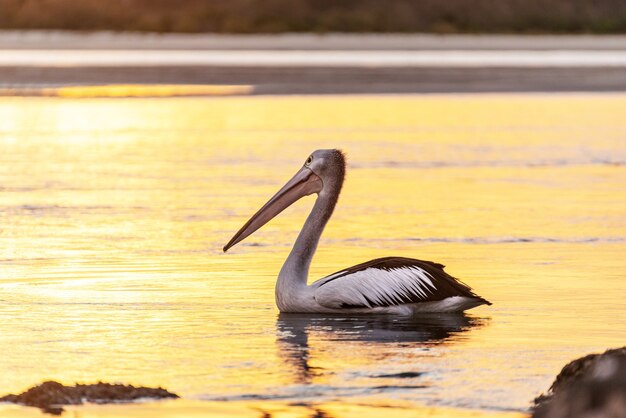 Pelican Swimming on the Water at Sunset Time