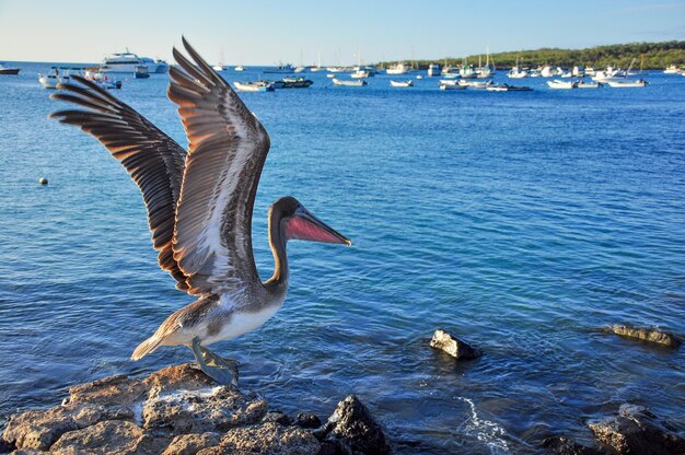 Photo pelican taking off from the rocks