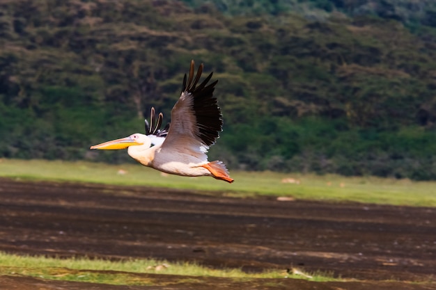 Pelican vliegt. Nakuru, Kenia