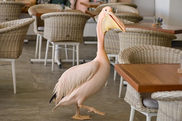 Pelican walking through a restaurant with wicker chairs and tables.