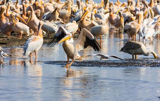 Pelican on the water. Kenya, Africa