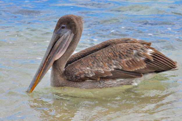 Pelican in the water