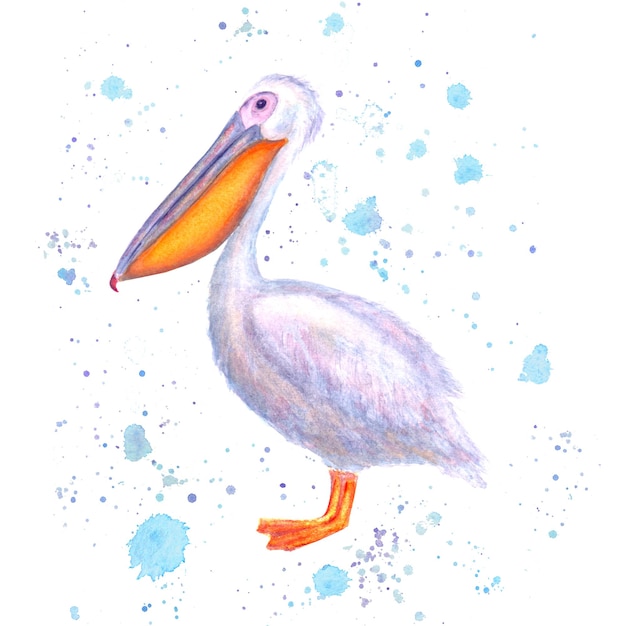 Photo pelican watercolor hand drawn white bird with watercolour blue splashes isolated on white background