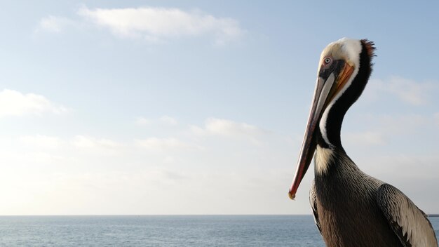 Pelican and white snowy egret, heron on wooden pier railings, Oceanside boardwalk, California USA. Ocean sea beach. Close up of coastal bird, seascape and blue sky. Funny animal behavior portrait.