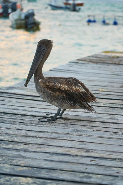 A pelican on a wooden pier close to a blurred sea in the background