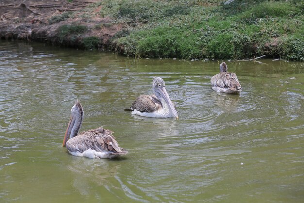 動物園のペリカン