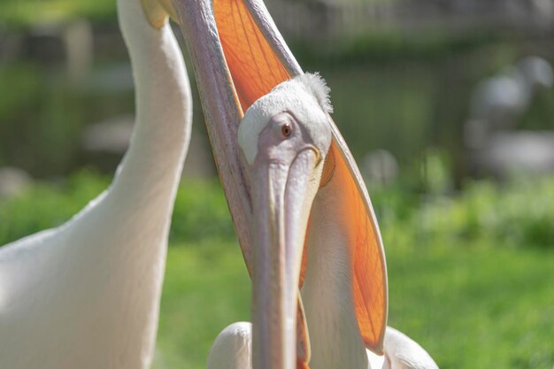 Pelican