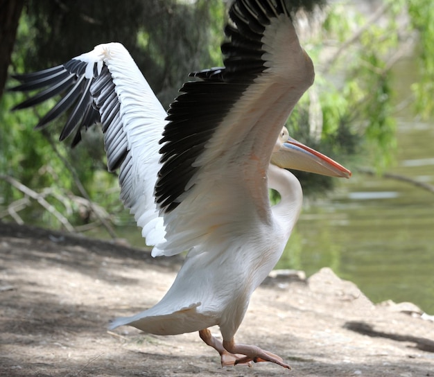 Photo pelican